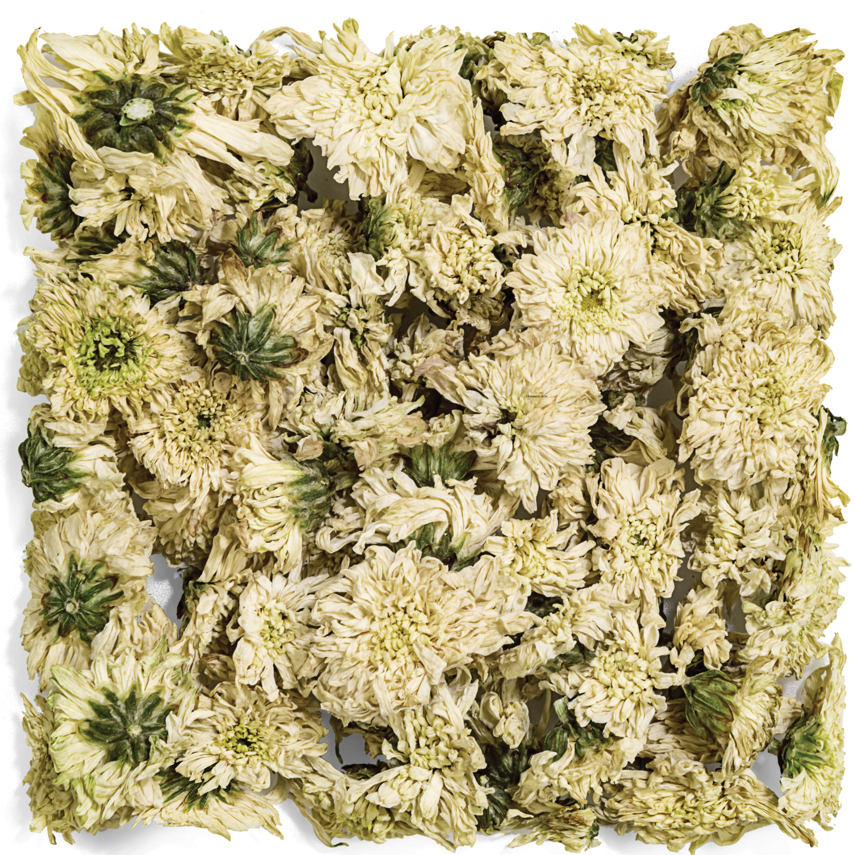 Chrysanthemum Tea Herbs Spices Herbal Wellness Tea Chrysanthemum Tea Herbs Spices Herbal Wellness Tea