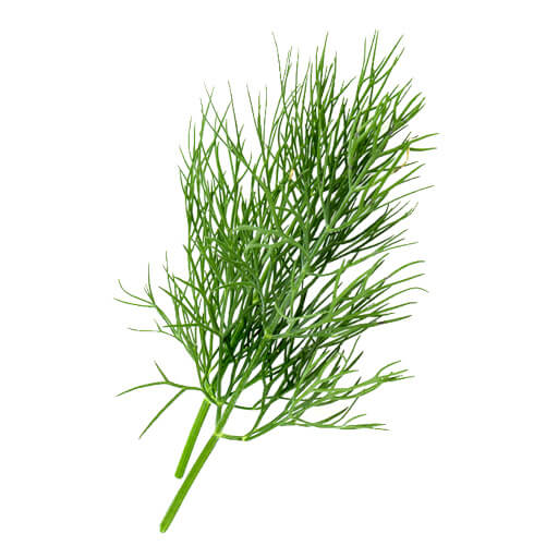 Fennel