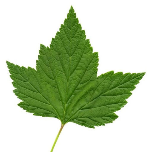 Strawberry leaves