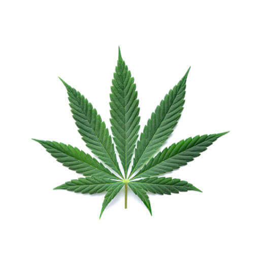 Hemp