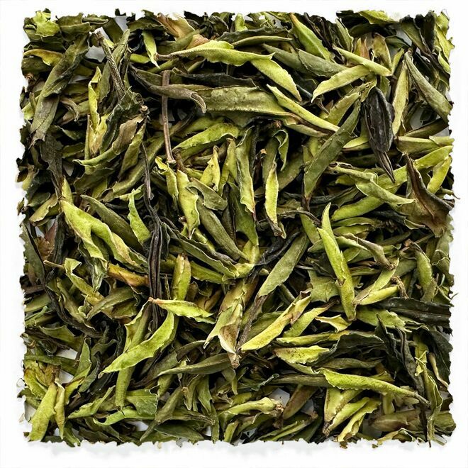 Wilder alter Baum Weiß