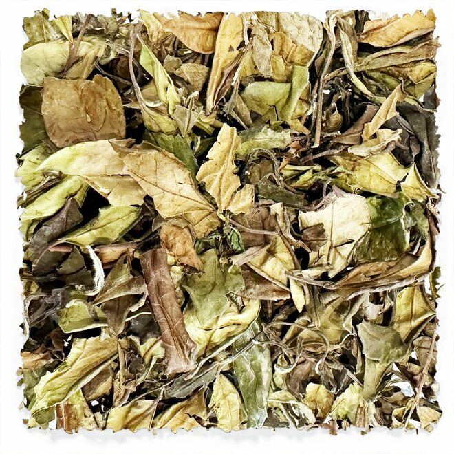 Shou Mei blanc âgé de 3 ans